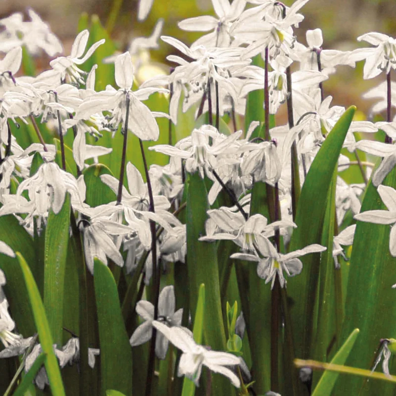 Scilla siberica 'Alba' - Weißer Sibirischer Blaustern