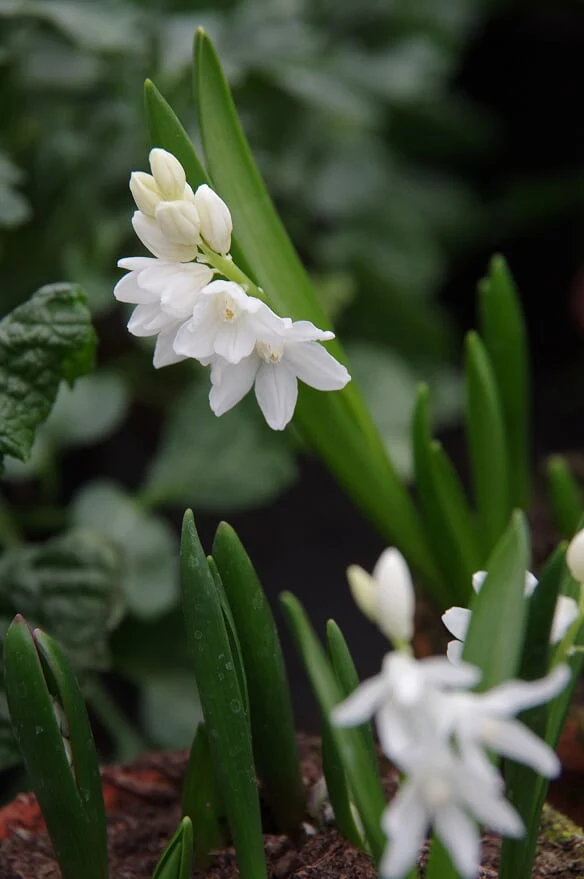 Puschkinia scilloides var. libanotica 'Alba' - Weiße Puschkinie