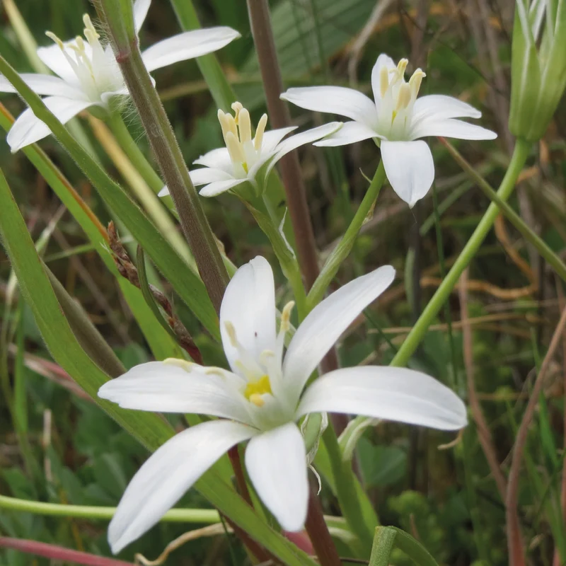Ornithogalum umbellatum - Dolden-Milchstern