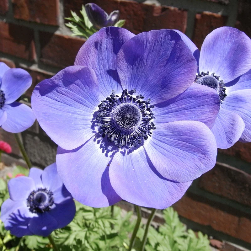 Anemone 'Mr. Fokker' - Kronen-Anemone