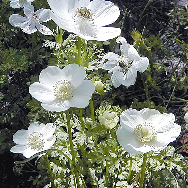 Anemone 'Bride' - Kronen-Anemone