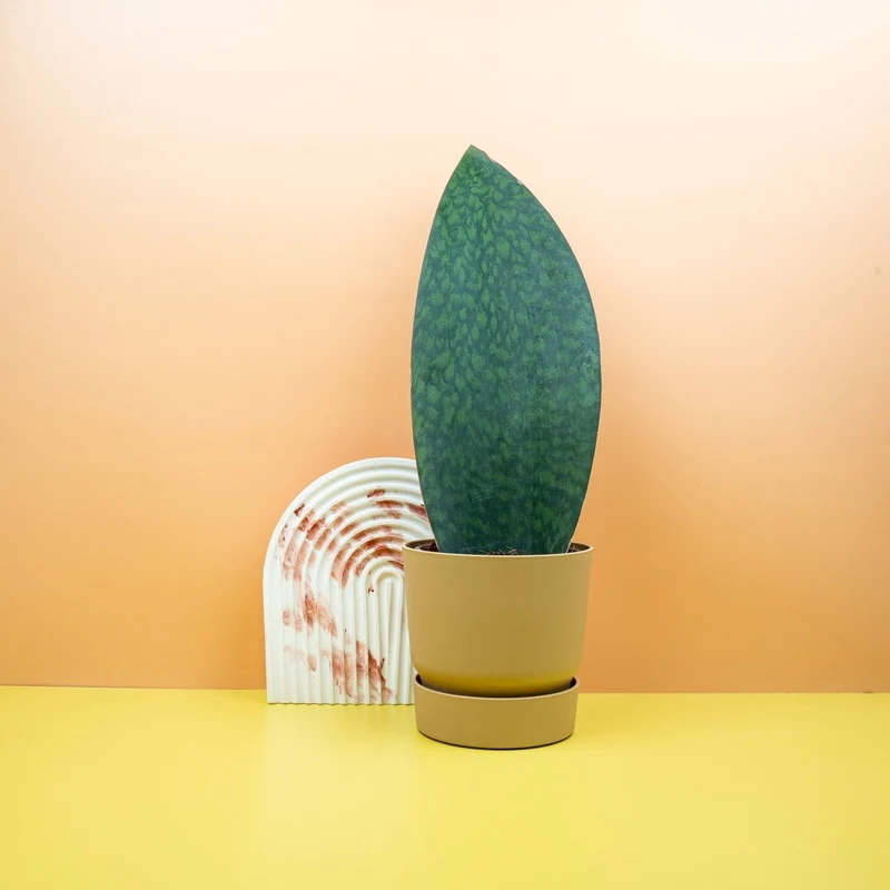 SANSEVIERIA GRANDIS