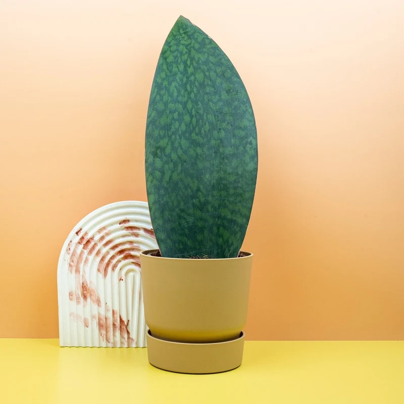 SANSEVIERIA GRANDIS
