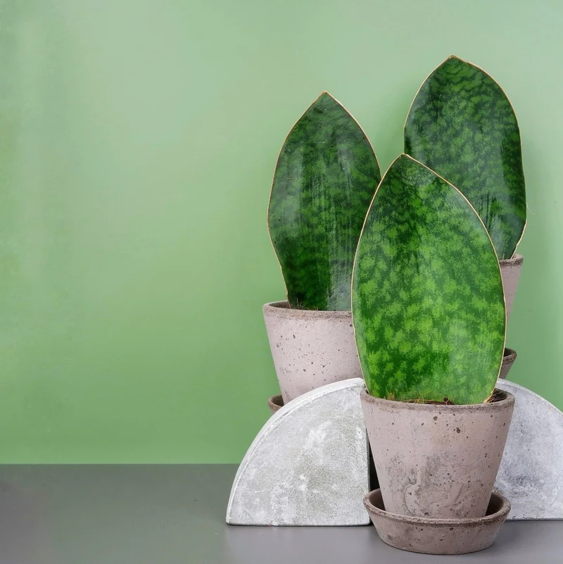 SANSEVIERIA GRANDIS