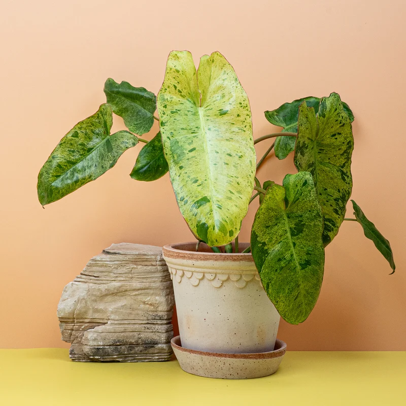 PHILODENDRON PARAISO VERDE