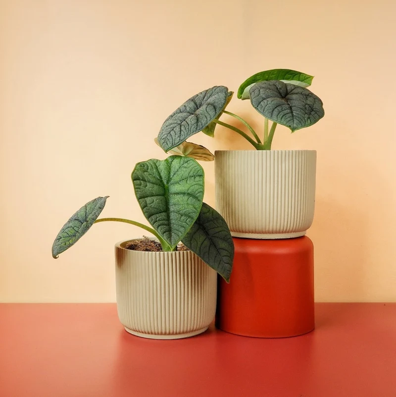ALOCASIA MELO