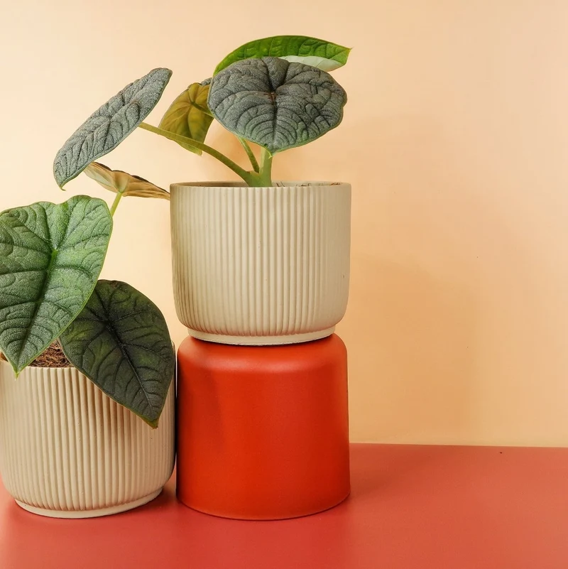 ALOCASIA MELO