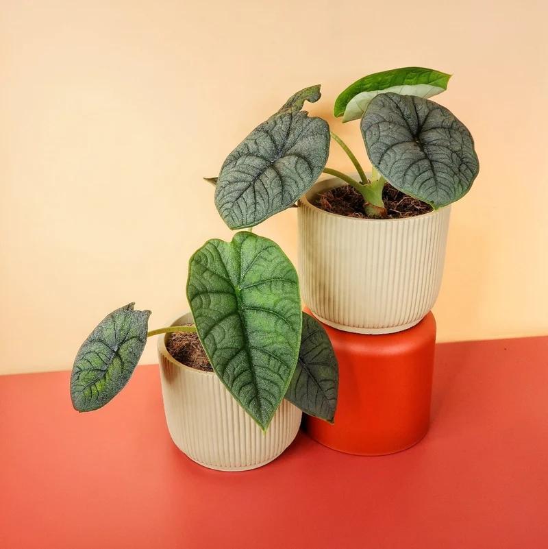 ALOCASIA MELO
