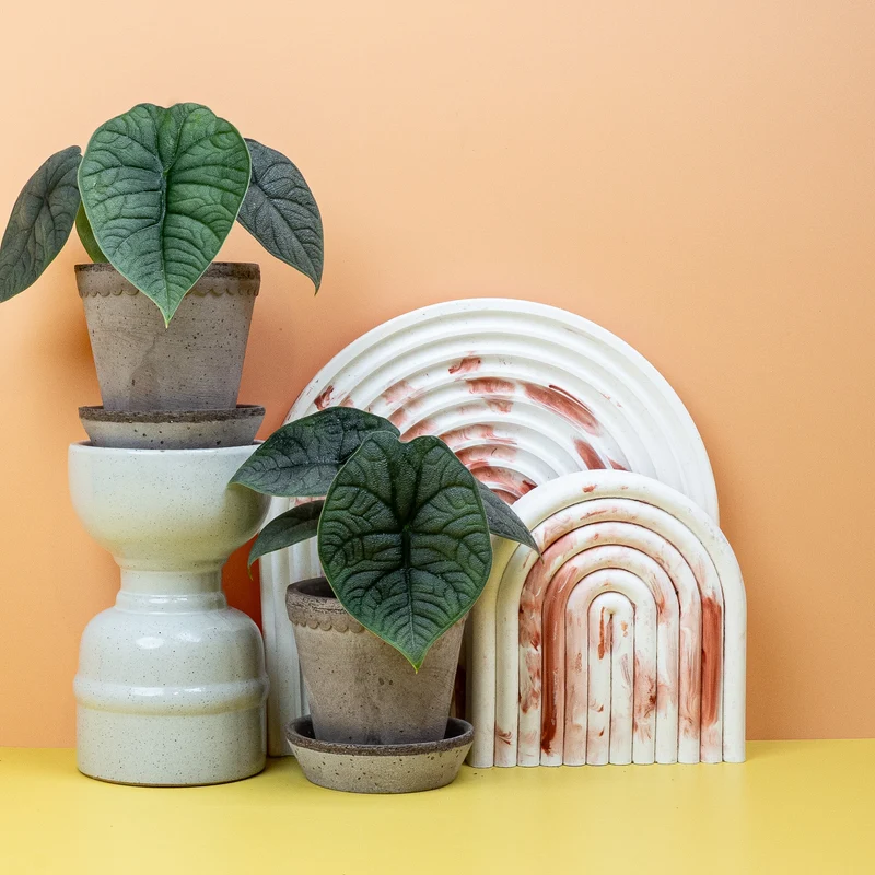ALOCASIA MELO