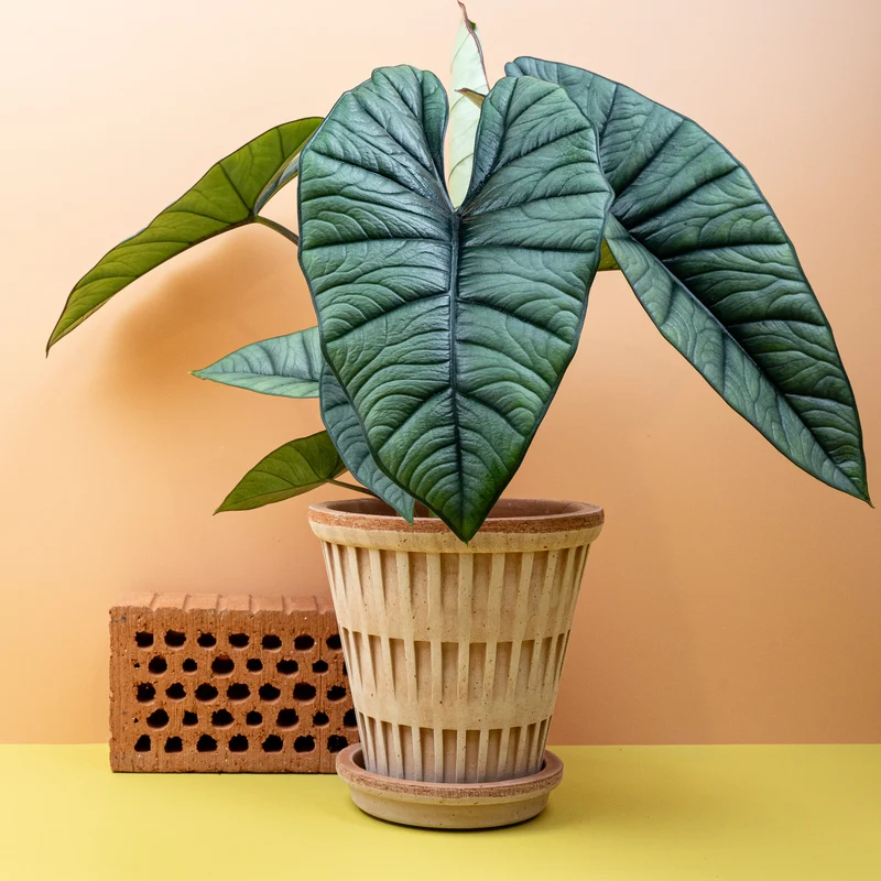 ALOCASIA PLATINUM