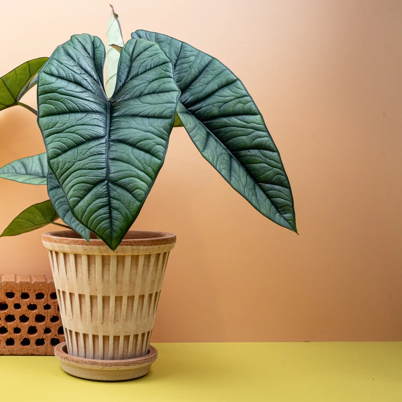 ALOCASIA PLATINUM
