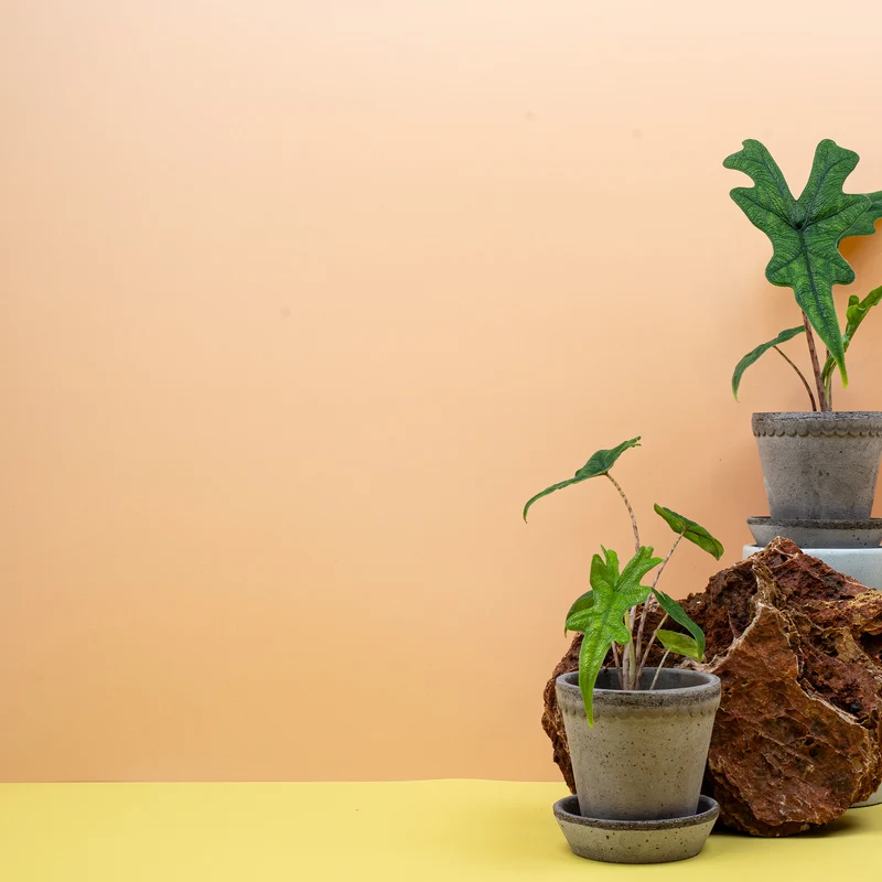 ALOCASIA JACKLYN