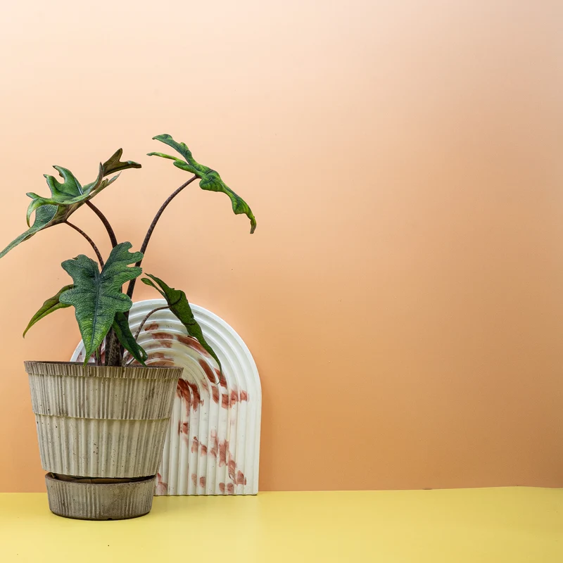 ALOCASIA JACKLYN