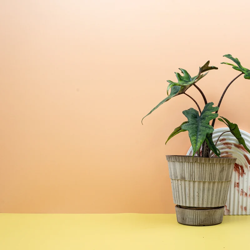 ALOCASIA JACKLYN