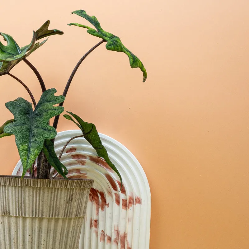 ALOCASIA JACKLYN
