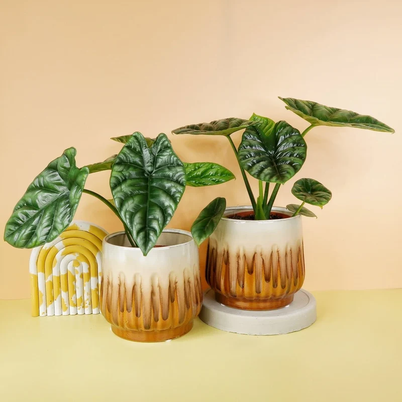 ALOCASIA SINUATA