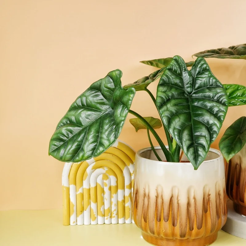 ALOCASIA SINUATA