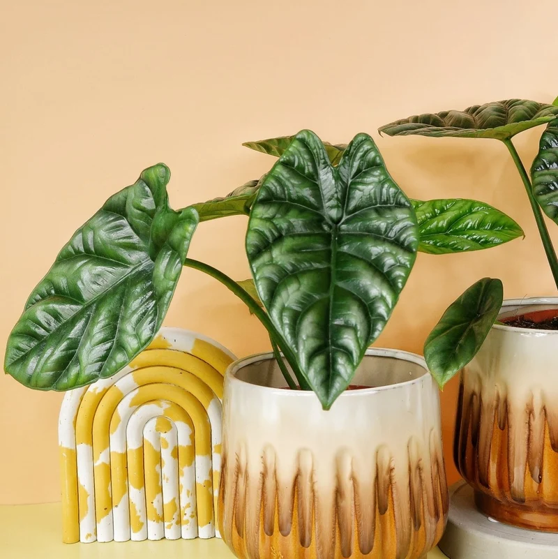 ALOCASIA SINUATA