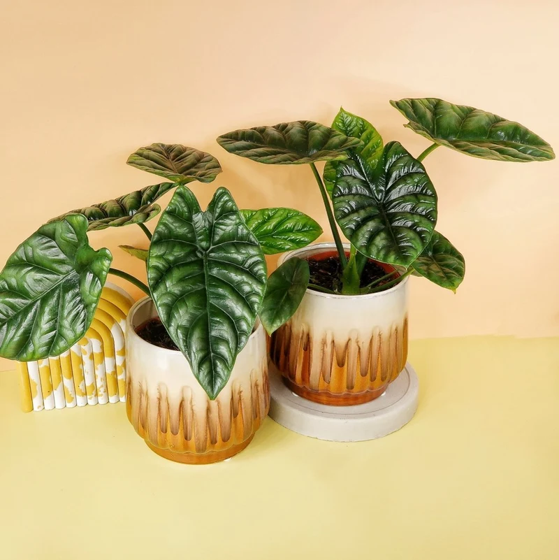 ALOCASIA SINUATA