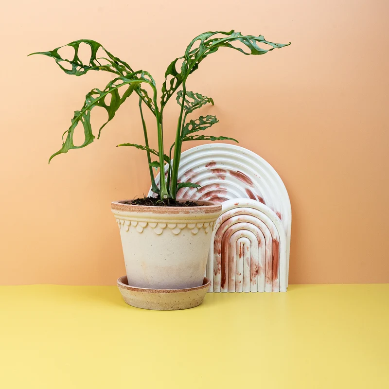 MONSTERA OBLIQUA PERU