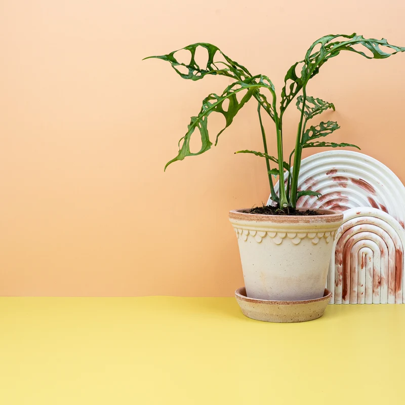 MONSTERA OBLIQUA PERU