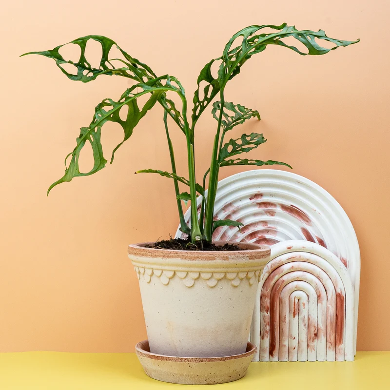 MONSTERA OBLIQUA PERU