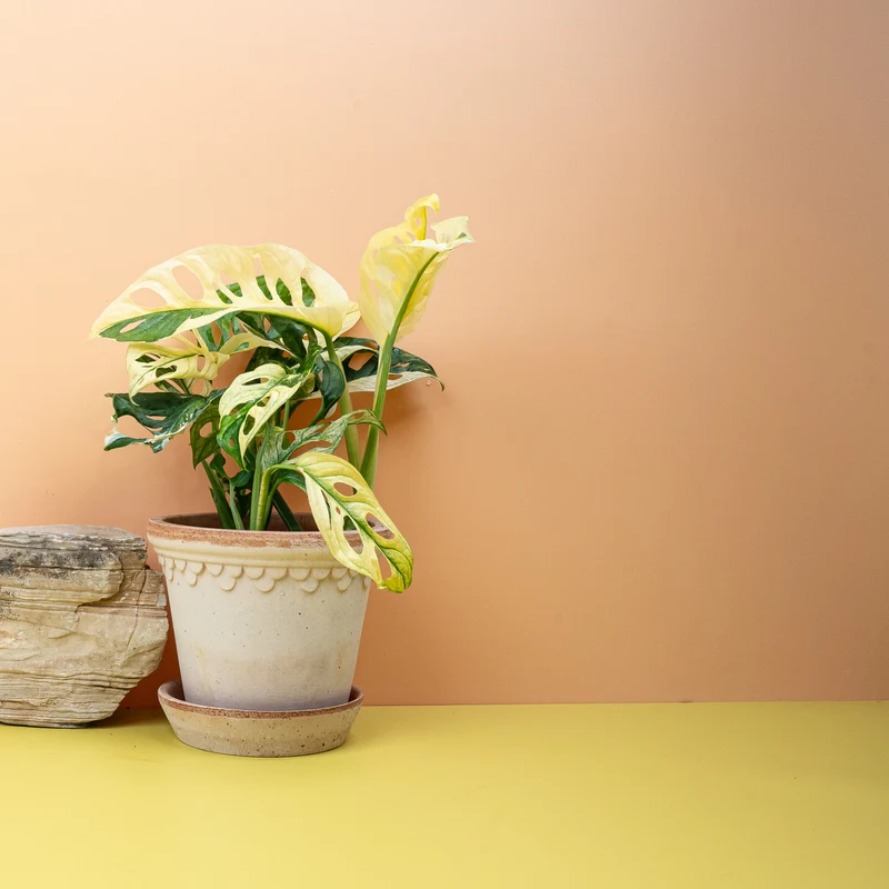 MONSTERA ADANSONII VARIEGATA