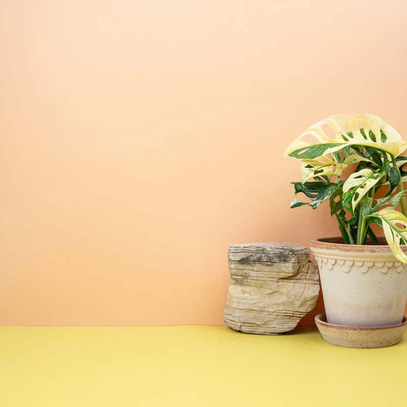MONSTERA ADANSONII VARIEGATA