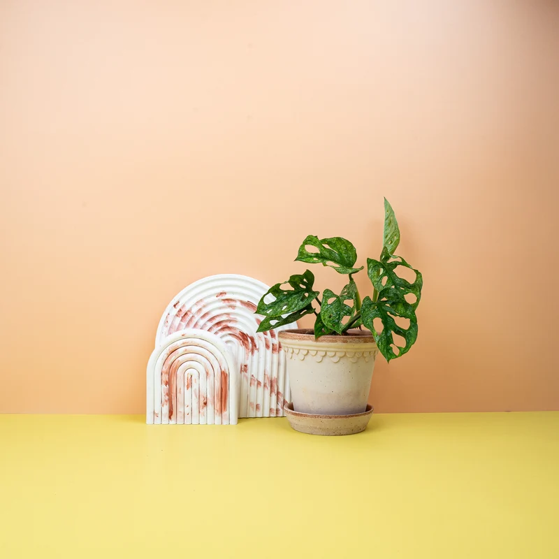 MONSTERA ADANSONII VARIEGATA MINT