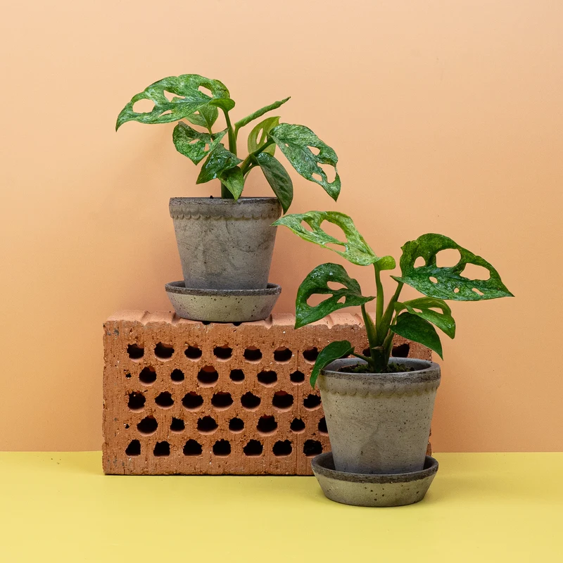 MONSTERA ADANSONII VARIEGATA MINT