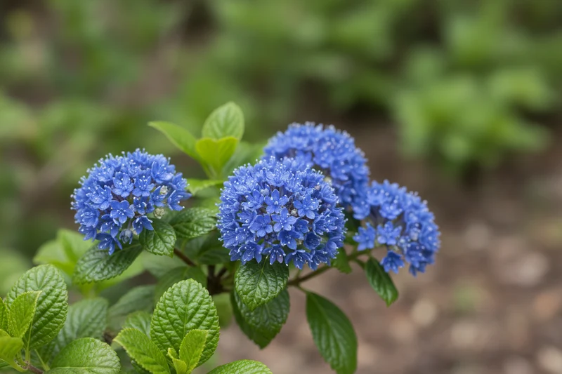 Säckelblume 'Victoria' / Ceanothus impressus 'Victoria'