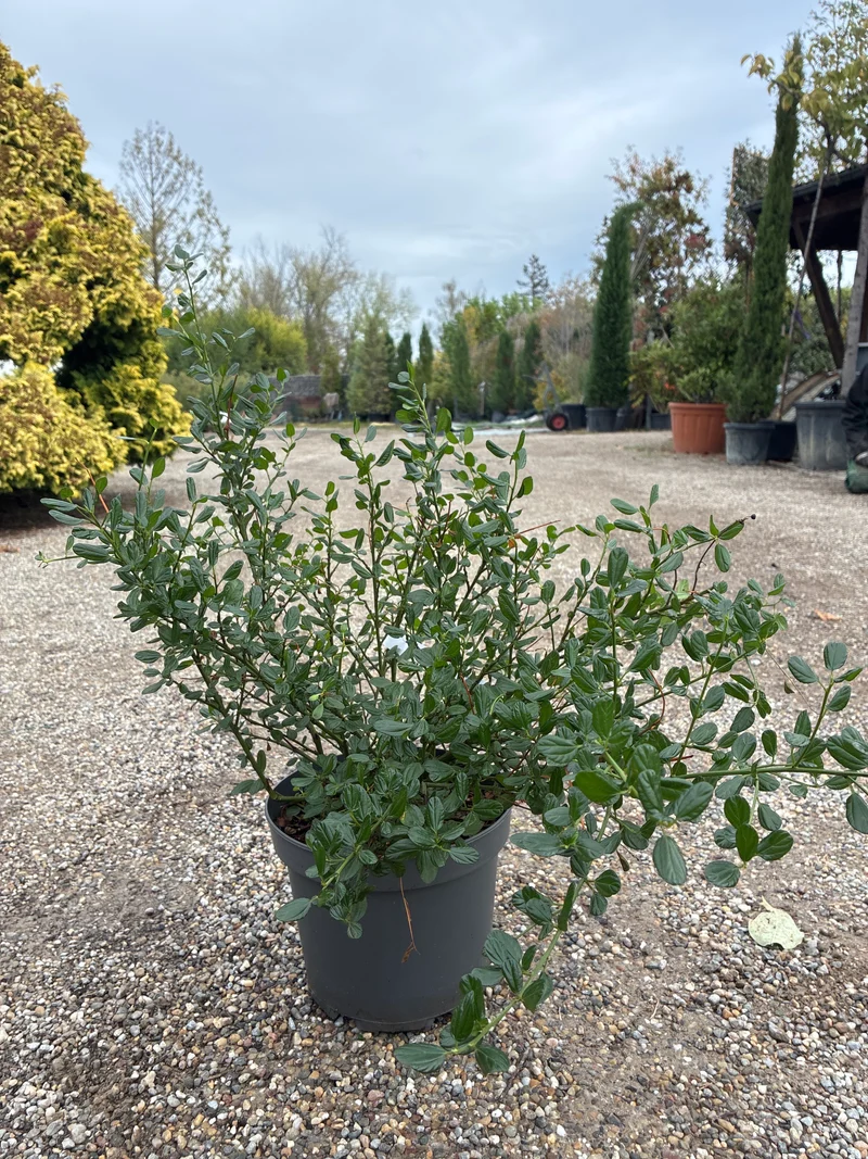 Säckelblume 'Victoria' / Ceanothus impressus 'Victoria'