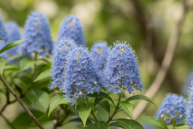 Säckelblume 'Glorie de Versailles' / Ceanothus delilianus 'Gloire de Versailles'