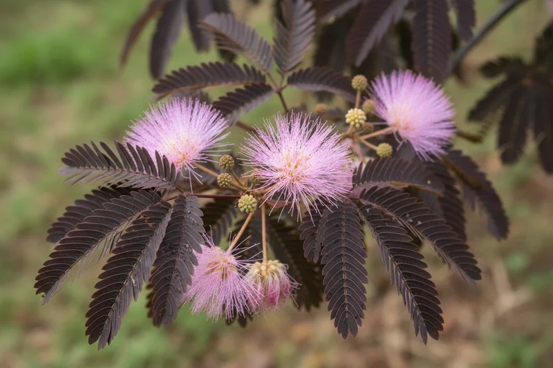 Roter Seidenbaum 'Summer Chocolate'(s) / Albizia julibrissin 'Summer Chocolate'(s)