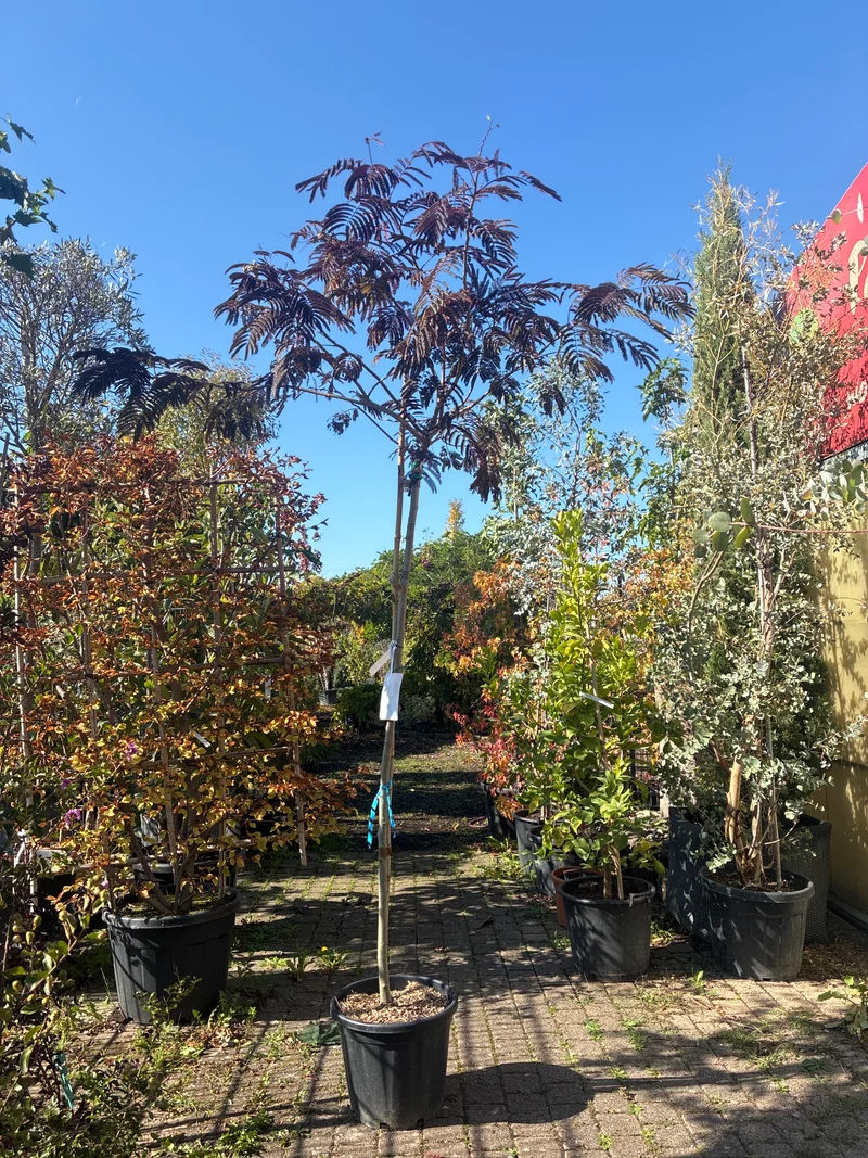 Roter Seidenbaum 'Summer Chocolate'(s) / Albizia julibrissin 'Summer Chocolate'(s)