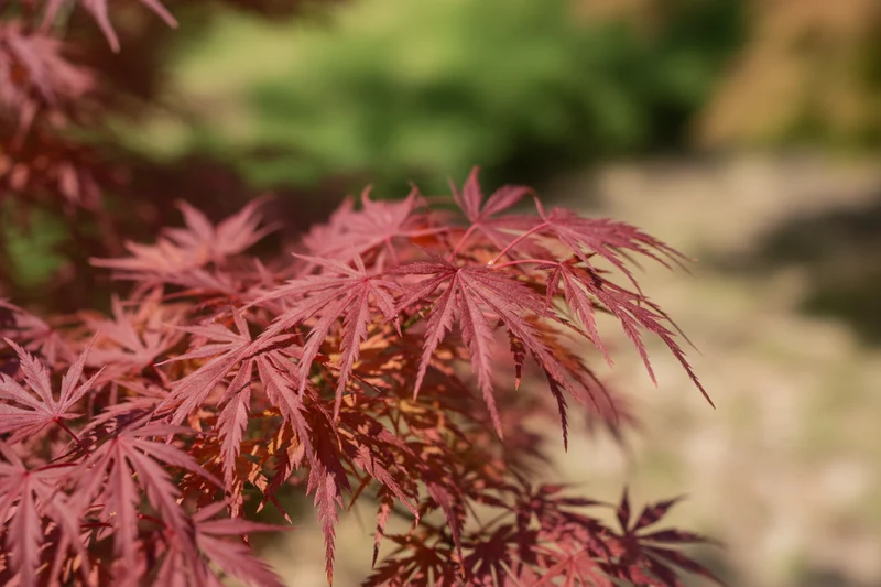 Roter Schlitzahorn 'Ornatum' / Acer palmatum 'Ornatum'