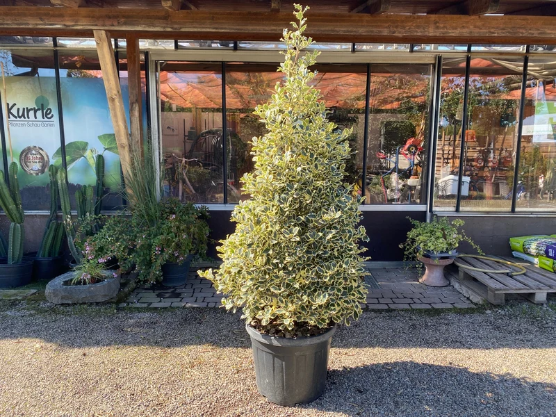 Weißbunte Stechpalme 'Argentea Marginata' / Ilex aquifolium 'Argentea Marginata'