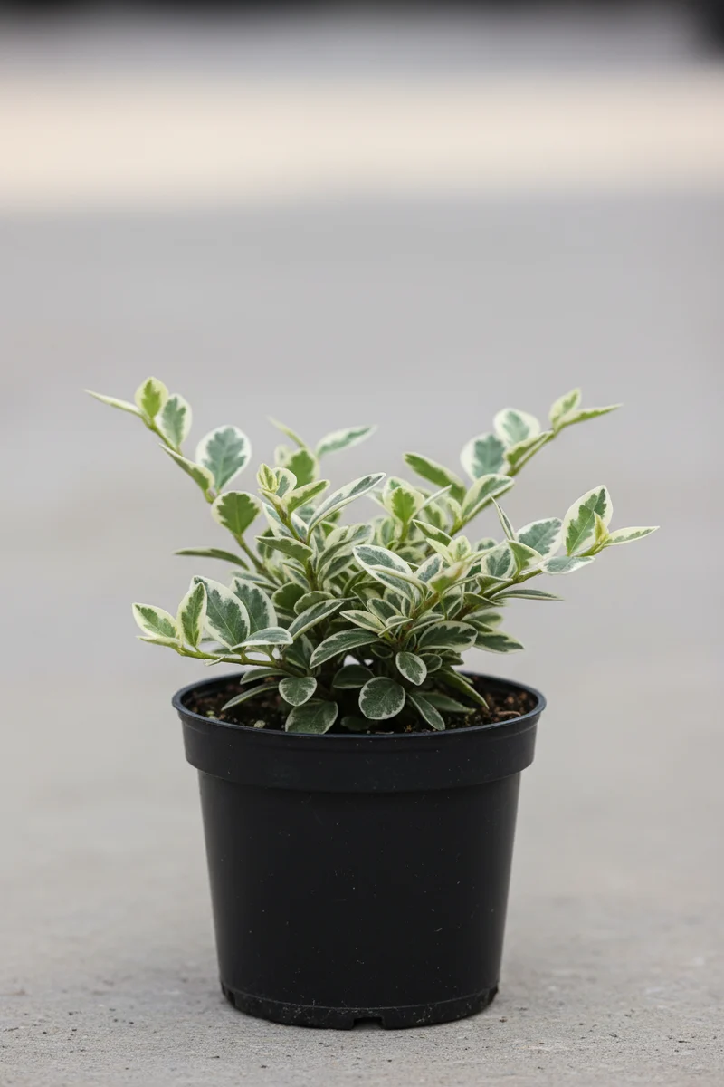 Weißbunte Kriechspindel 'Emerald Gaiety' / Euonymus fortunei 'Emerald Gaiety'