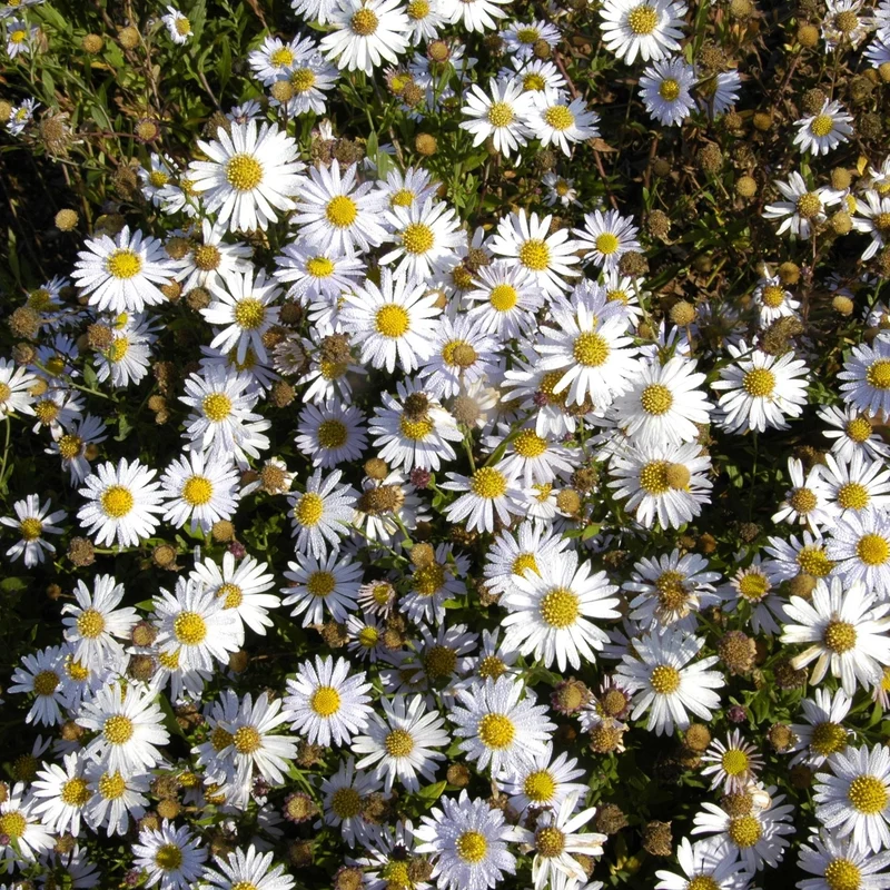 Schönaster 'Madiva'