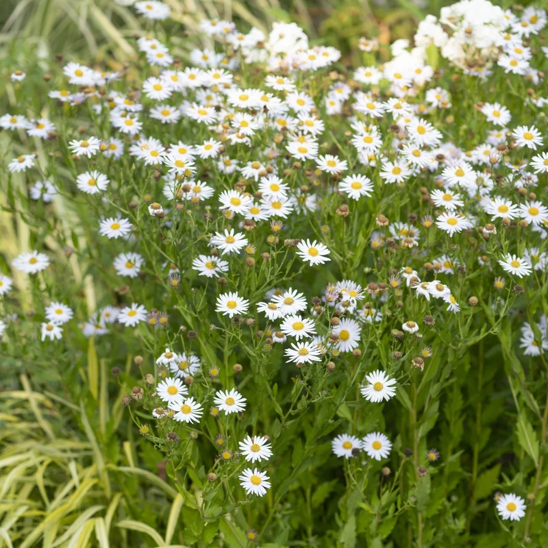 Schönaster 'Madiva'