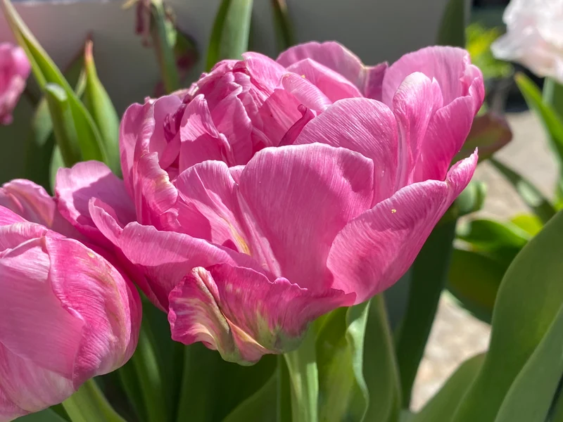 Tulipa 'Amazing Grace' - Gefüllte frühe Tulpe