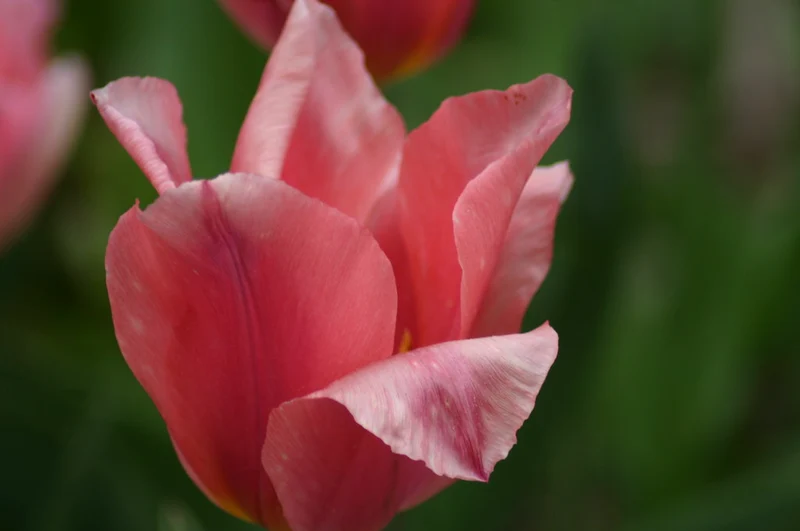 Tulipa 'Albert Heijn' - Fosteriana Tulpe