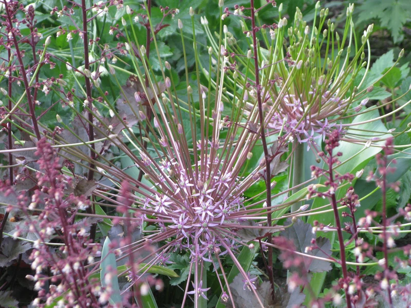 Allium schubertii - Schuberts-Lauch
