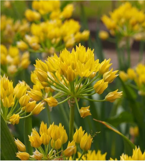 Allium moly - Gold-Lauch