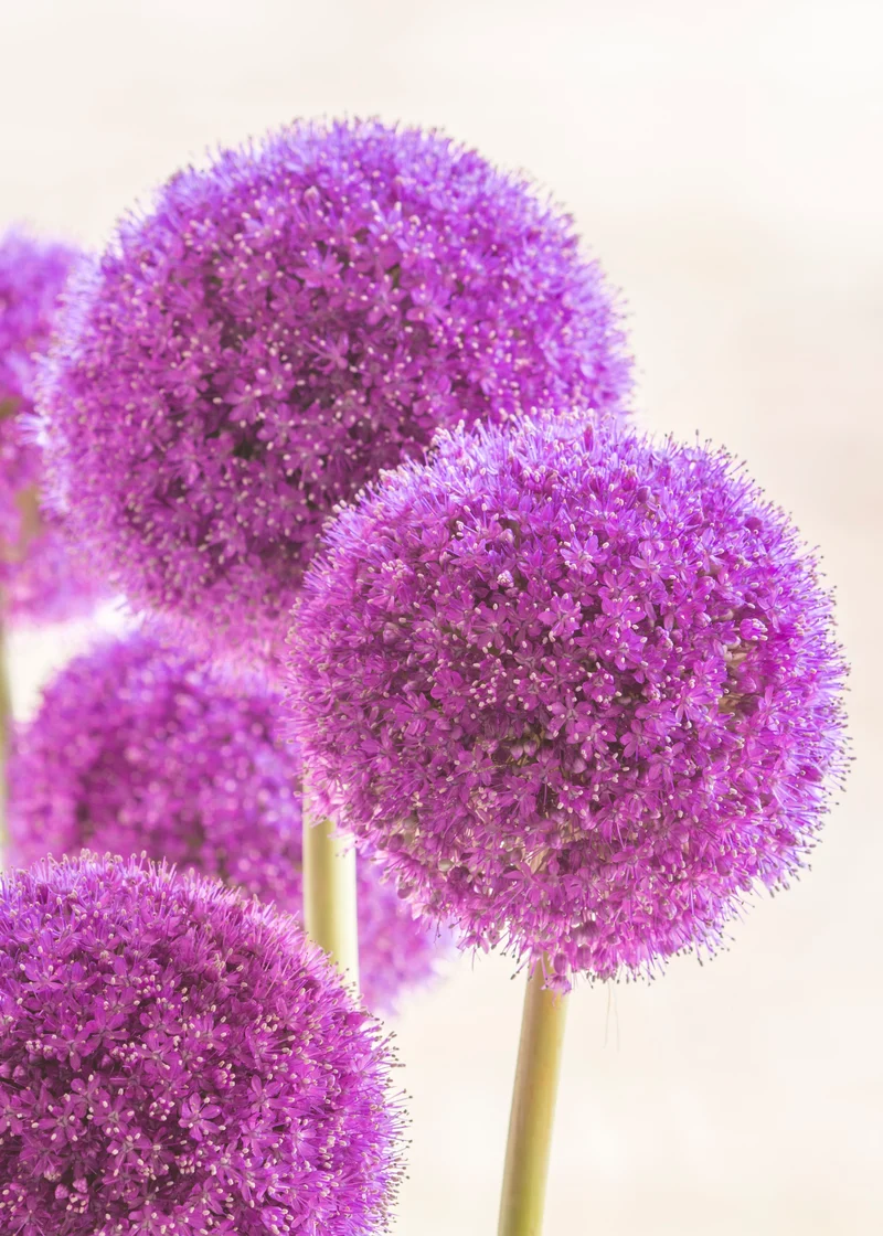 Allium giganteum - Riesen-Lauch