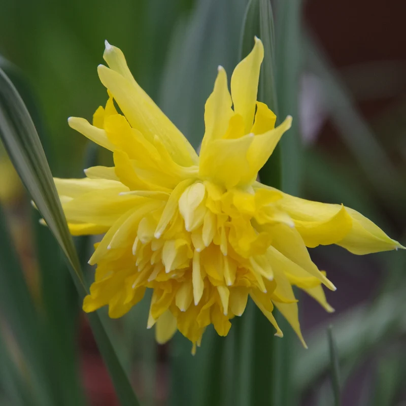 Narcissus 'Rip van Winkle' - Gefüllte Narzisse