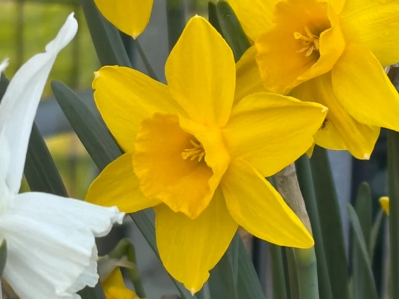 Narcissus 'Sweetness' - Jonquilla Narzisse