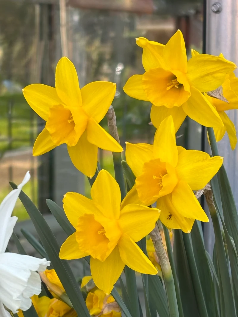 Narcissus 'Sweetness' - Jonquilla Narzisse
