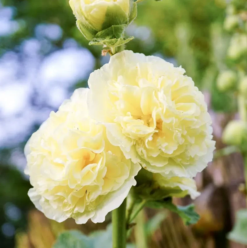 Jora Dahl | Alcea rosea 'Queeny Yellow'
