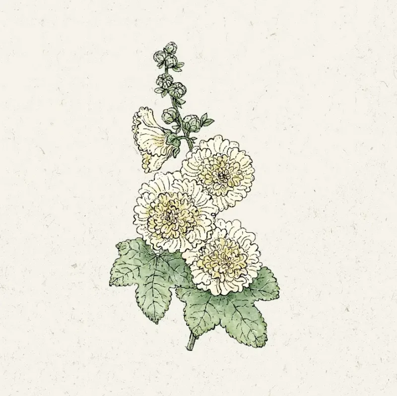 Jora Dahl | Alcea rosea 'Queeny Yellow'